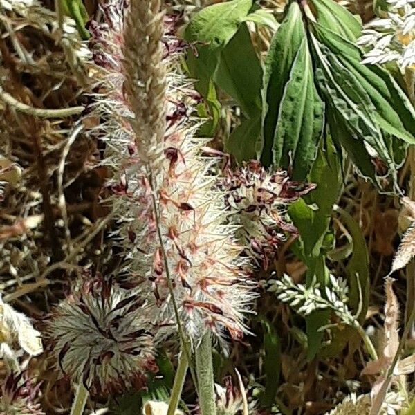 Trifolium angustifolium Flors