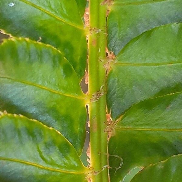 Polystichum lonchitis Máis