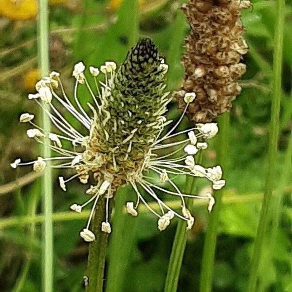 Plantago argentea ᱵᱟᱦᱟ