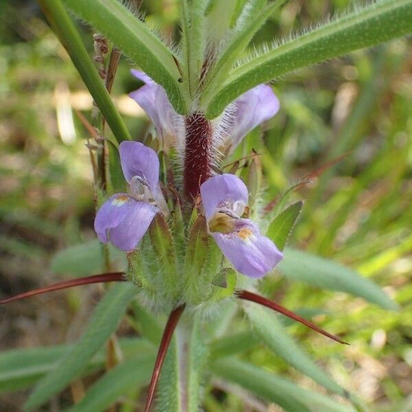 Hygrophila auriculata Květ