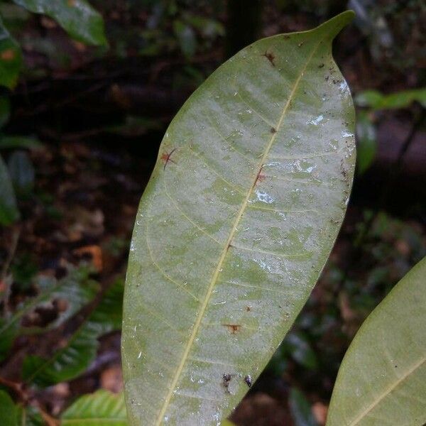Naucleopsis guianensis Liść