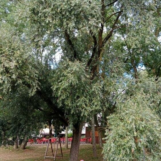 Salix alba Habitus