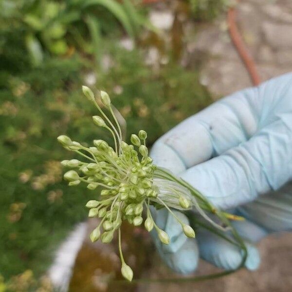 Allium paniculatum 花