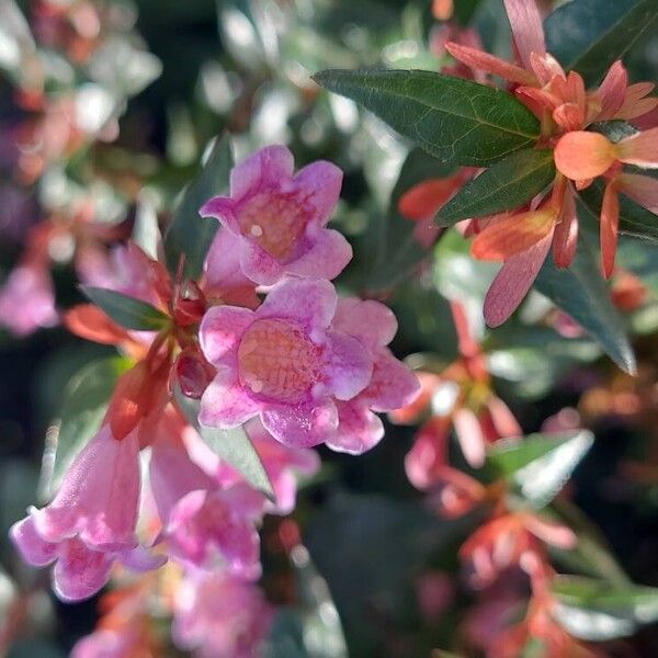 Abelia x grandiflora Flor