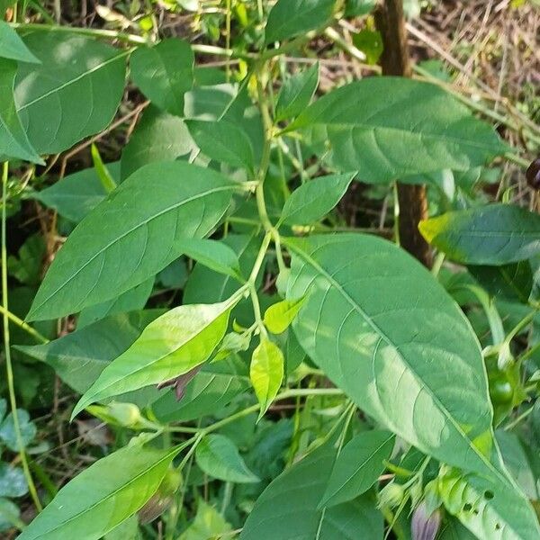 Atropa bella-donna Leht