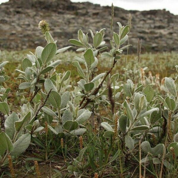 Salix lanata Celota