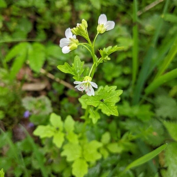 Cardamine amara Blatt