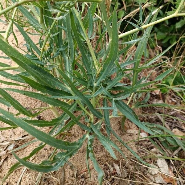 Falcaria vulgaris Blatt