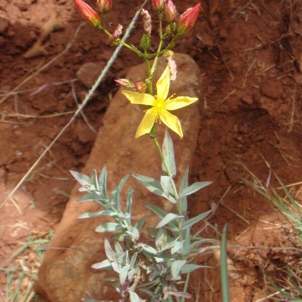 Hypericum annulatum Kvet