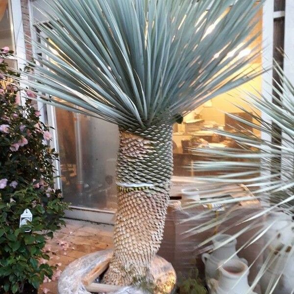 Yucca thompsoniana Schors