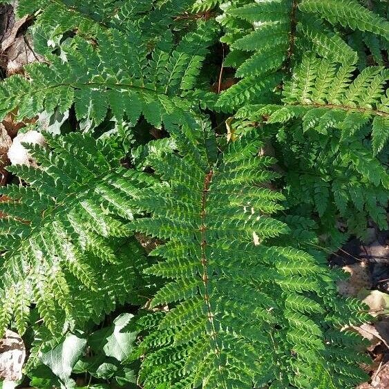 Polystichum luctuosum Листок