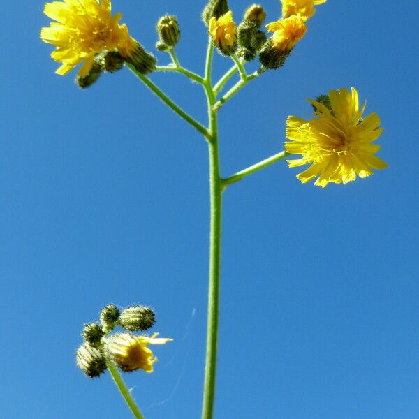 Leontodon hispidus Flor