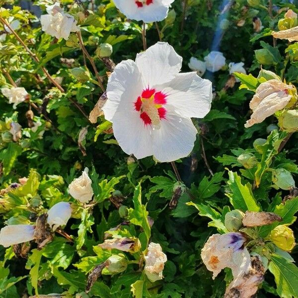 Hibiscus syriacus Λουλούδι