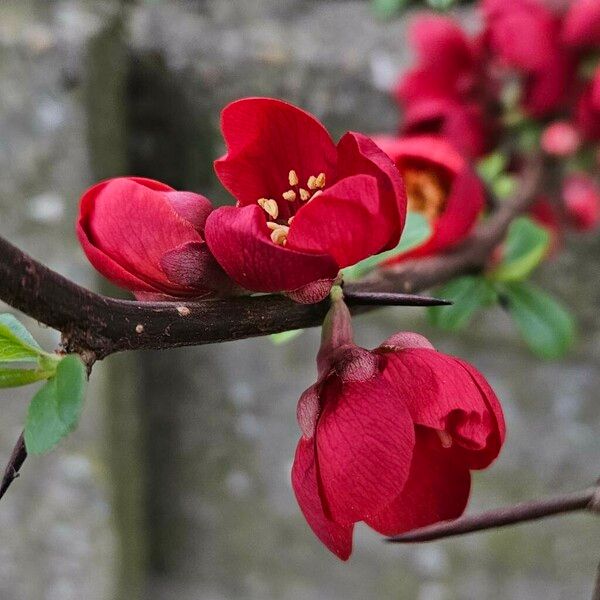 Chaenomeles speciosa Květ