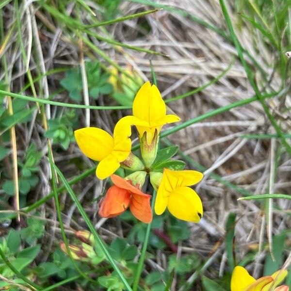 Lotus alpinus Flower