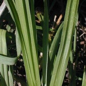 Carex blanda Leaf