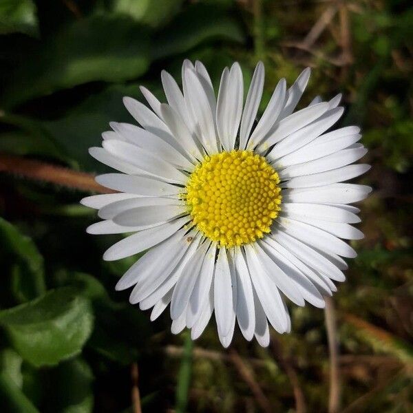 Bellis perennis Flor