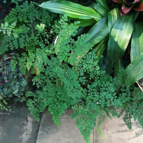 Adiantum raddianum Fuelha