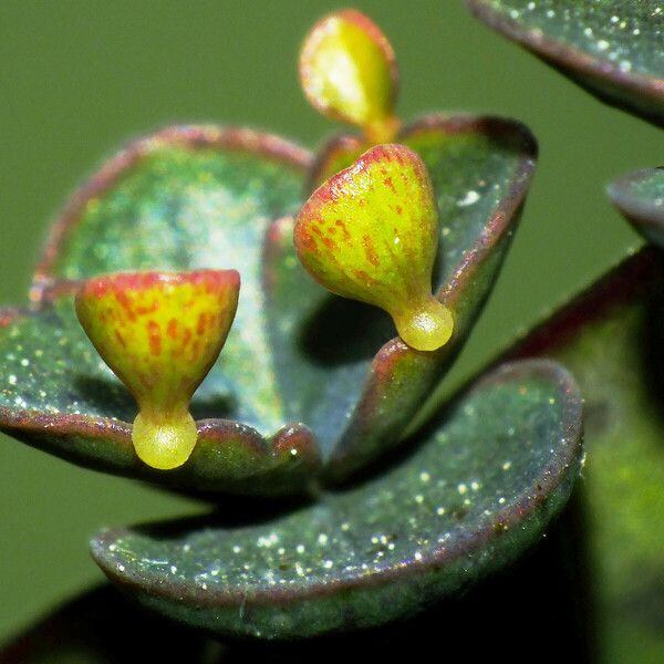 Kalanchoe daigremontiana Leaf