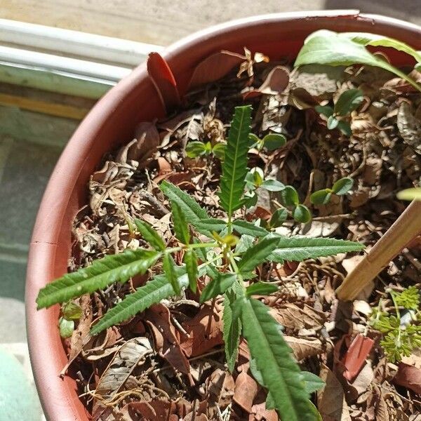 Tagetes minuta برگ