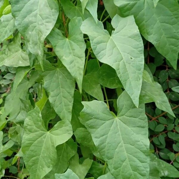 Convolvulus sepium Folha