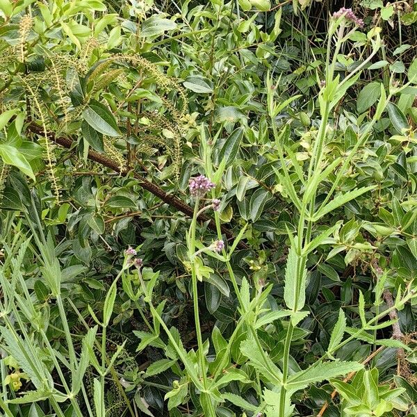 Verbena incompta Celota