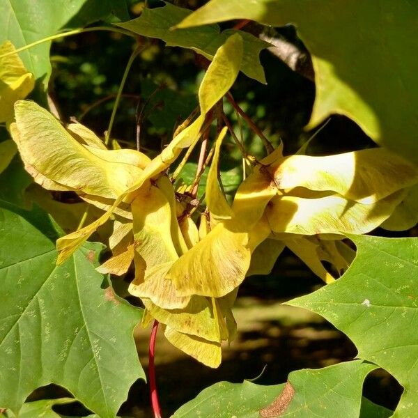 Acer platanoides Fruit