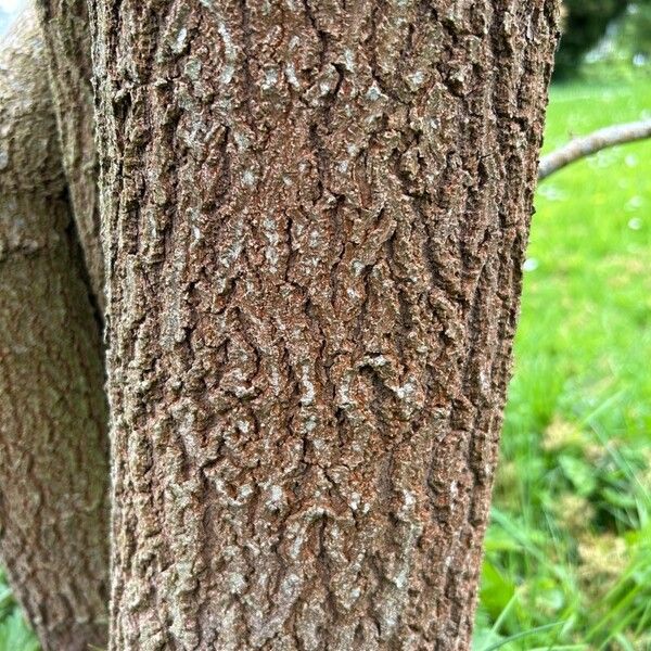 Pistacia chinensis Bark