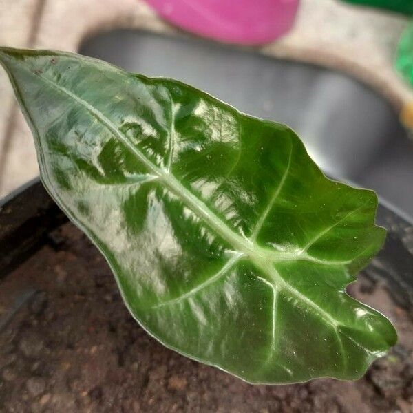 Alocasia sanderiana Fuelha