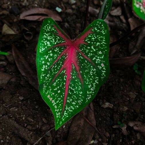 Caladium bicolor Blad