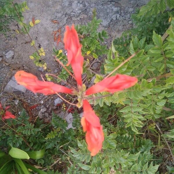 Tecomaria capensis Flor