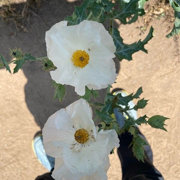 Argemone albiflora Flower