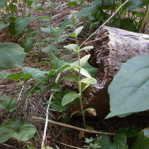 Stachys pilosa 形态