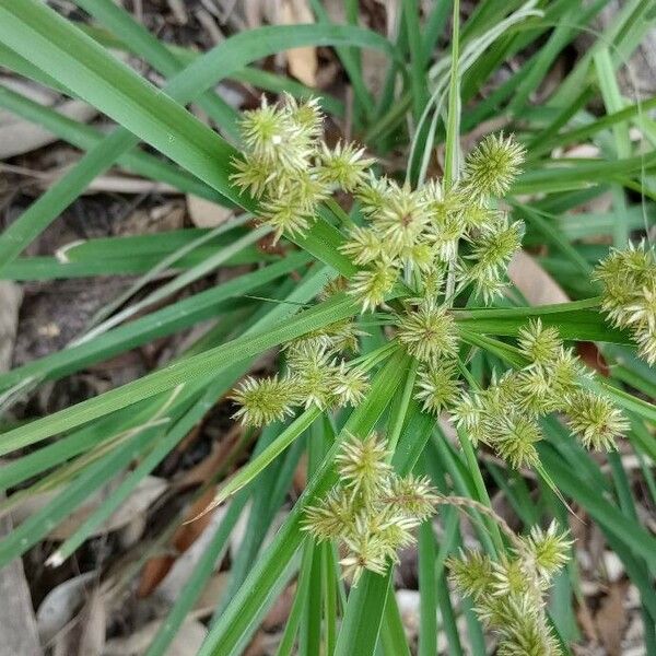 Cyperus ligularis 葉