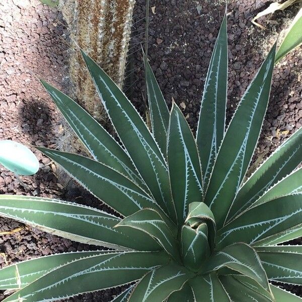 Agave impressa (Masparillo agave)