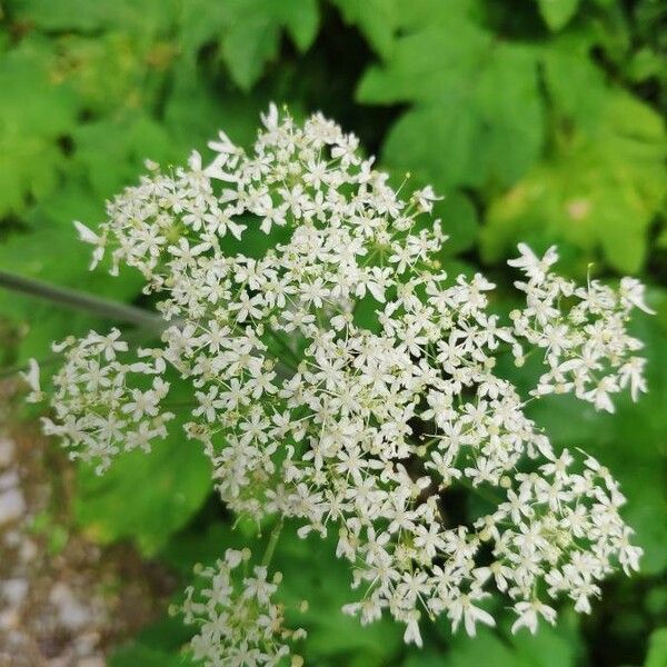 Heracleum maximum Flower