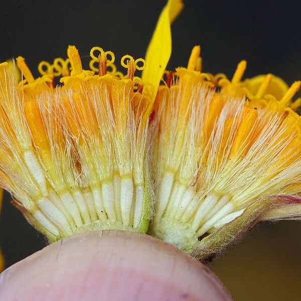 Arnica chamissonis फूल