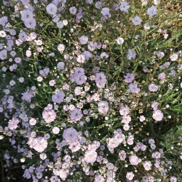 Gypsophila elegans Flor