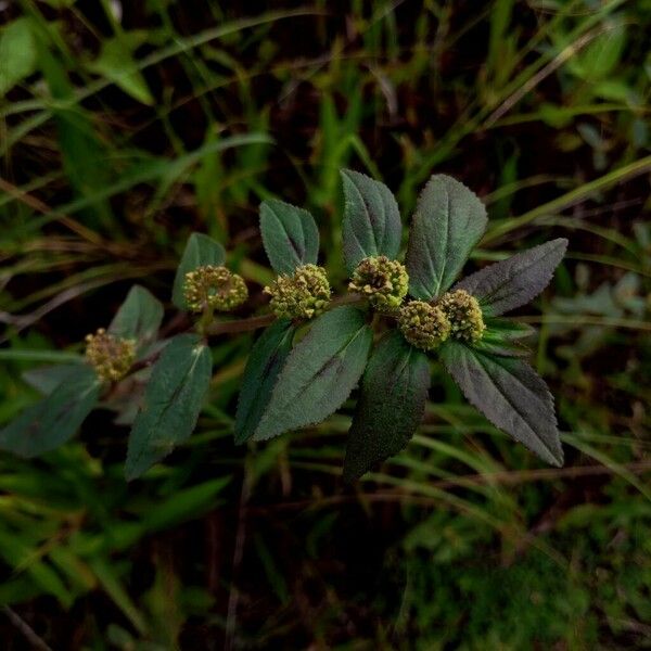 Euphorbia hirta Blomma