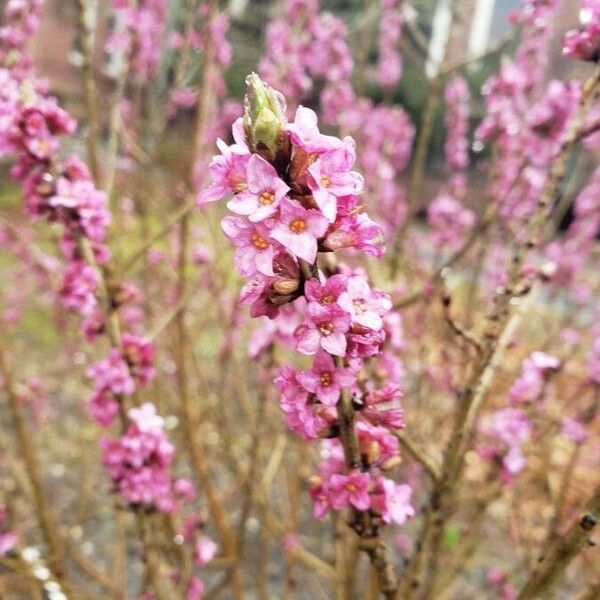 Daphne mezereum Blomma