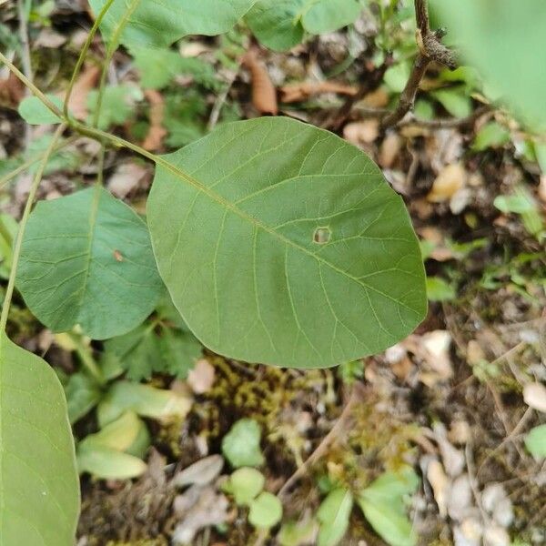 Cotinus coggygria Hoja