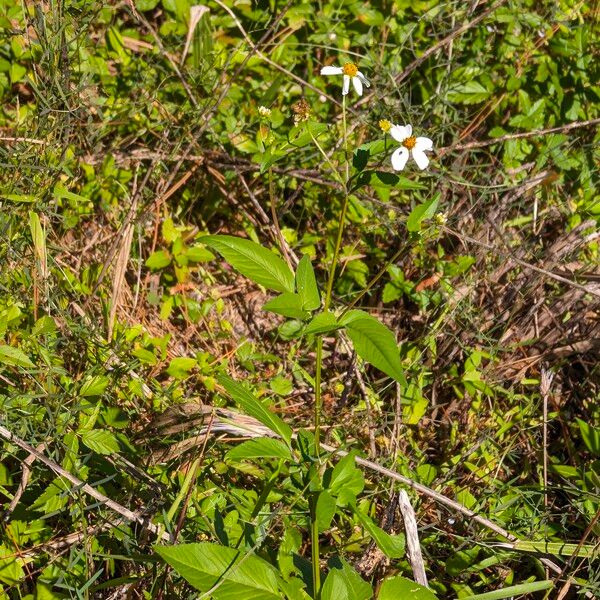 Bidens alba Flower