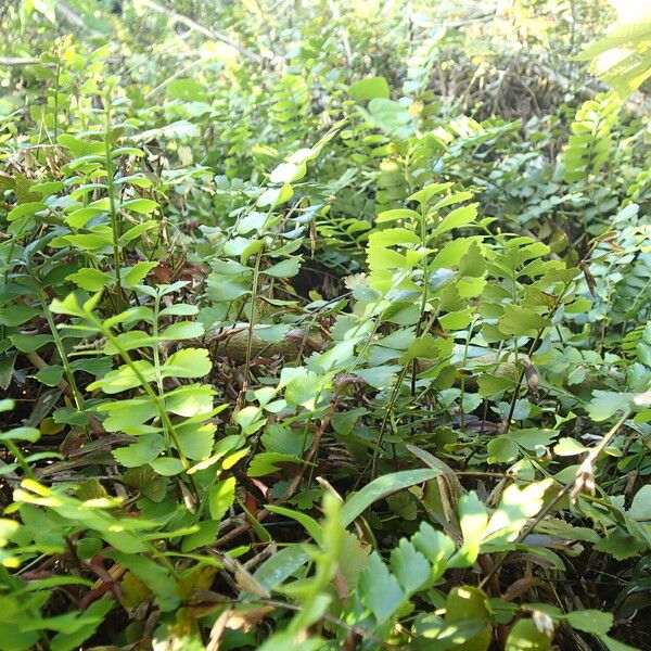 Asplenium stuhlmannii Leaf