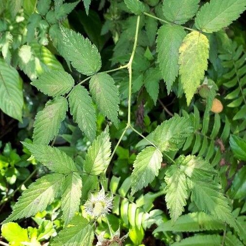 Rubus rosifolius List