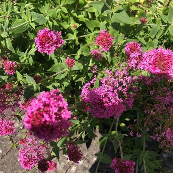 Centranthus lecoqii Blomst