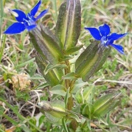 Gentiana utriculosa Ліст