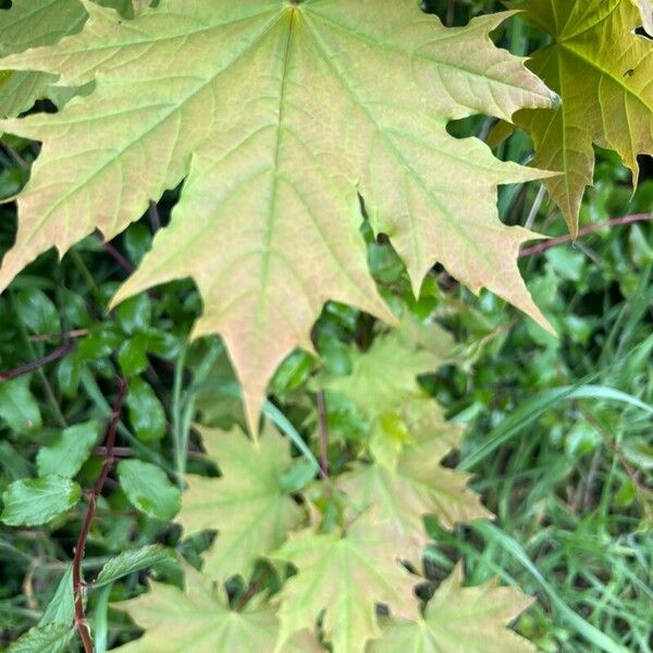 Acer saccharum Fuelha