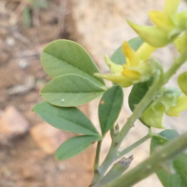 Crotalaria pallida Leaf