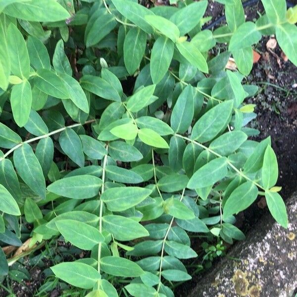 Hypericum × inodorum Leaf