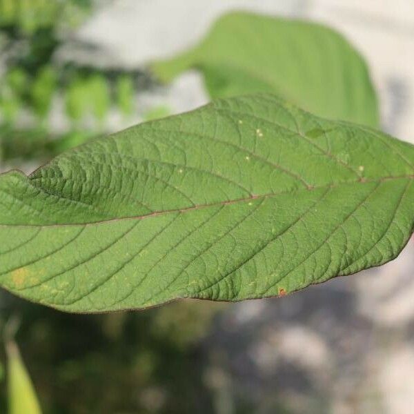 Amaranthus hypochondriacus Leaf